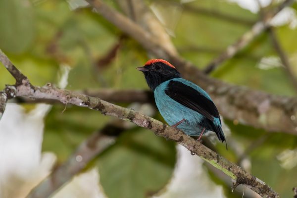 Tangará (Chiroxiphia caudata)